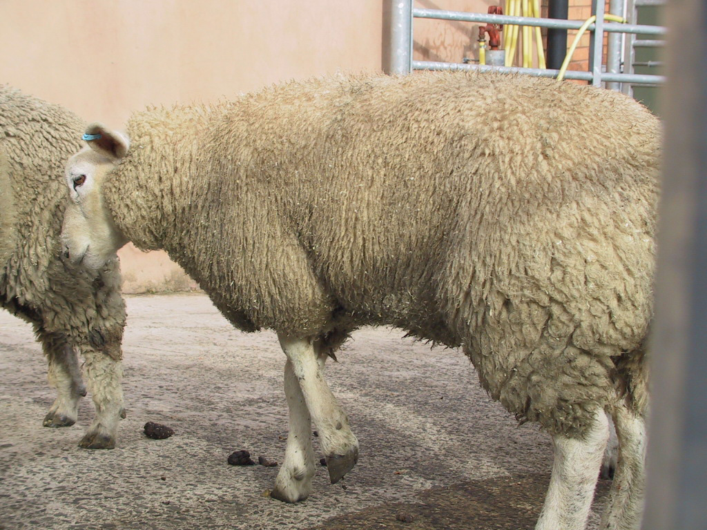 Foot and mouth disease in sheep