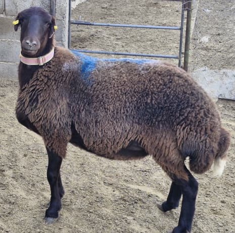 🐑 معرفی محصول: میش هترو تاپ‌ژن