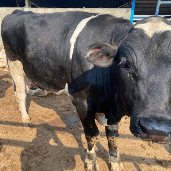 گوساله پروار شده