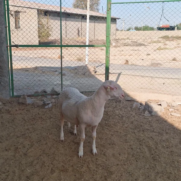 بره قوچ لاکن
