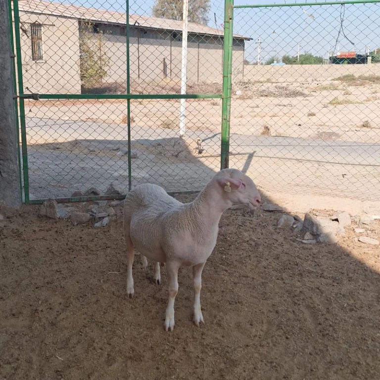 بره قوچ لاکن